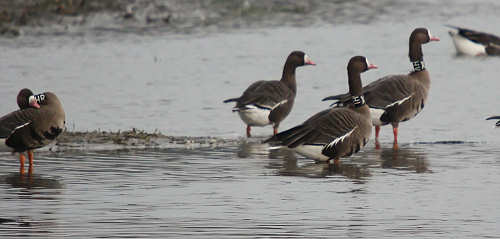 marked greater white-fronted geese; photo Marcel Koch